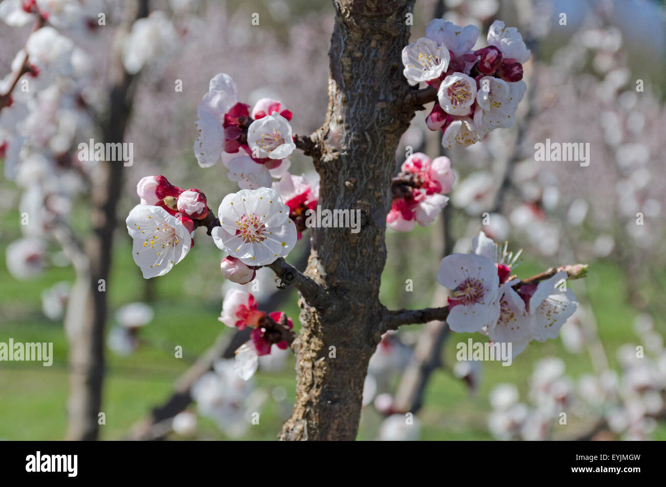 Almond branch in bloom Stock Photo