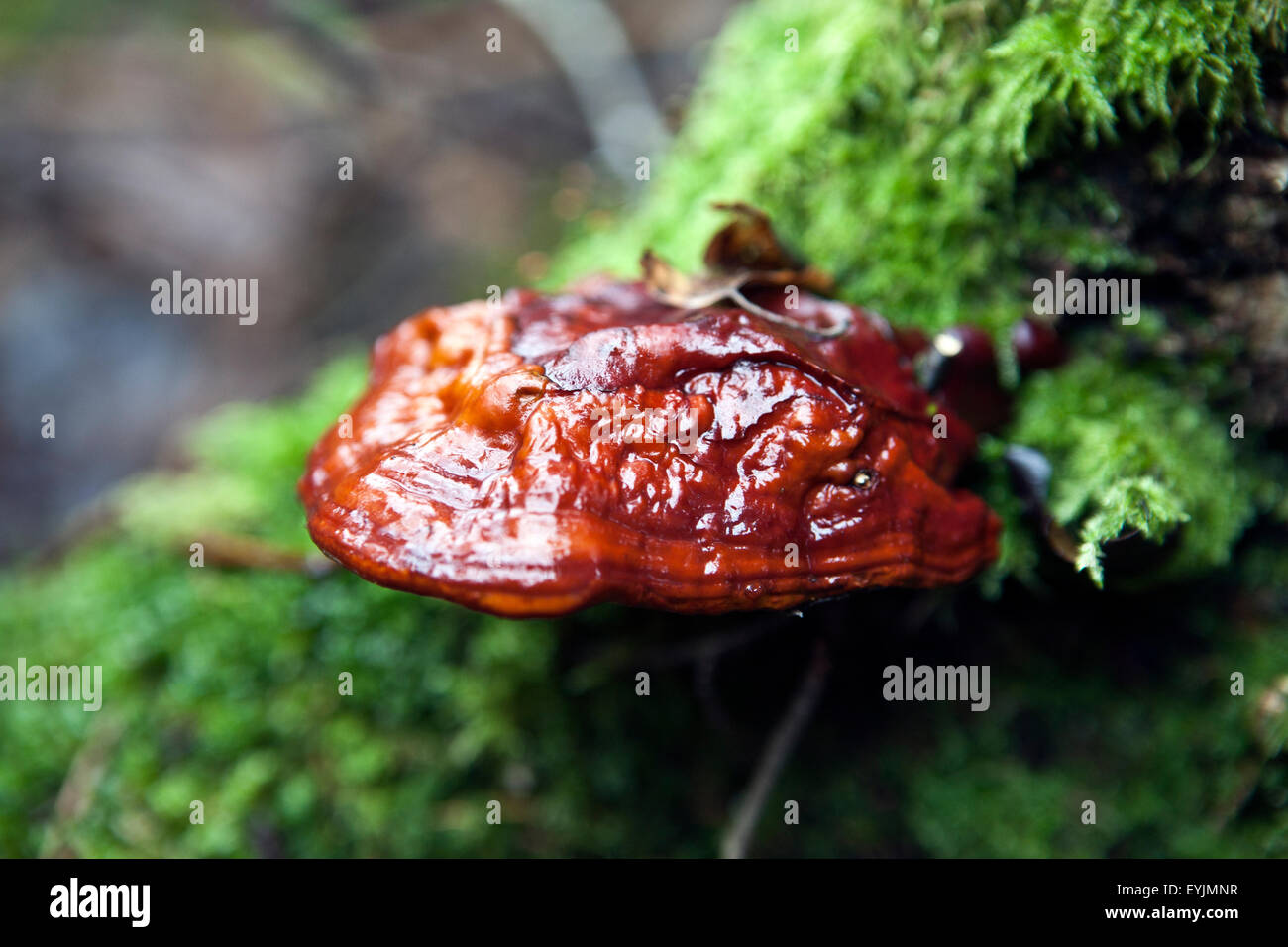 Ganoderma lucidum Lacquered Bracket fungus in closeup Stock Photo