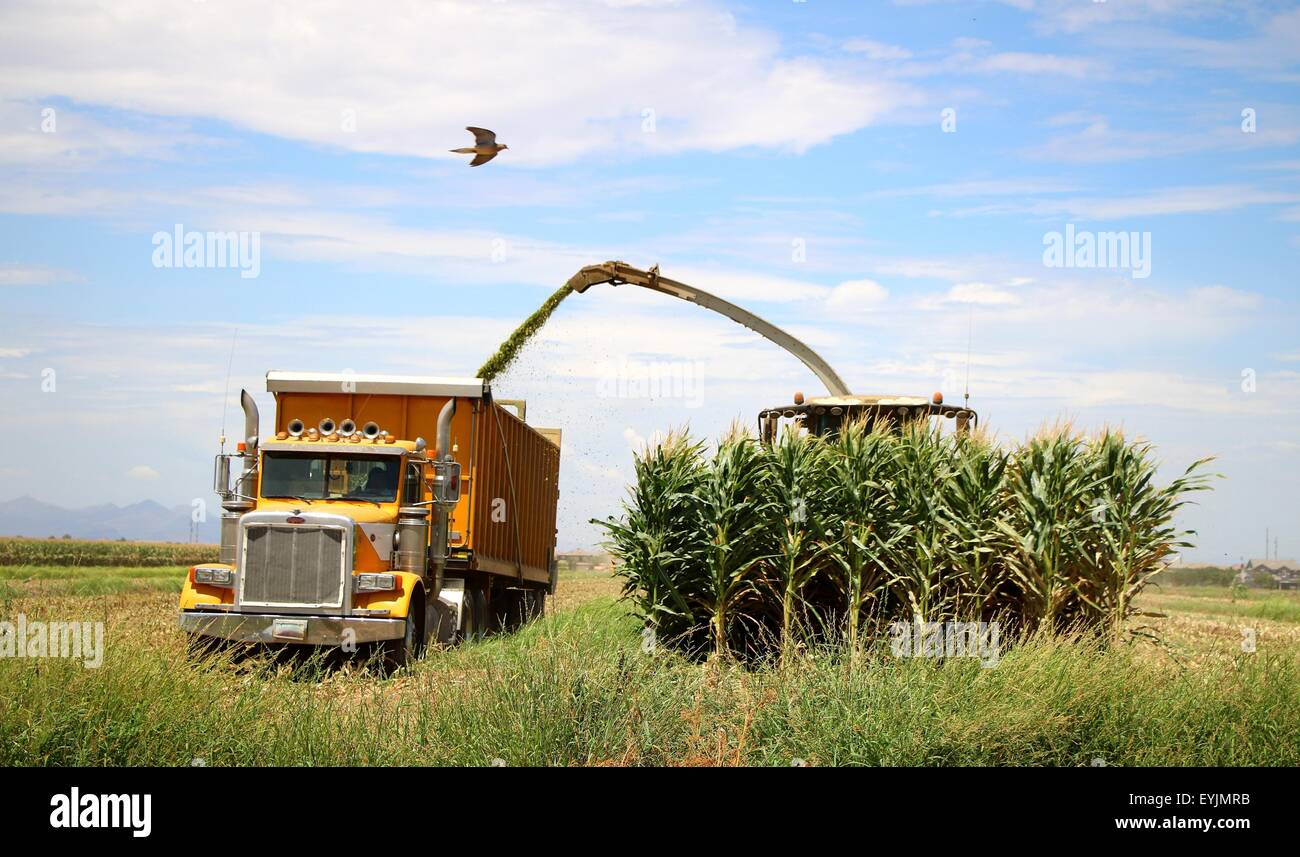 Corn is being harvested by forage harvester and collecting truck. Stock Photo