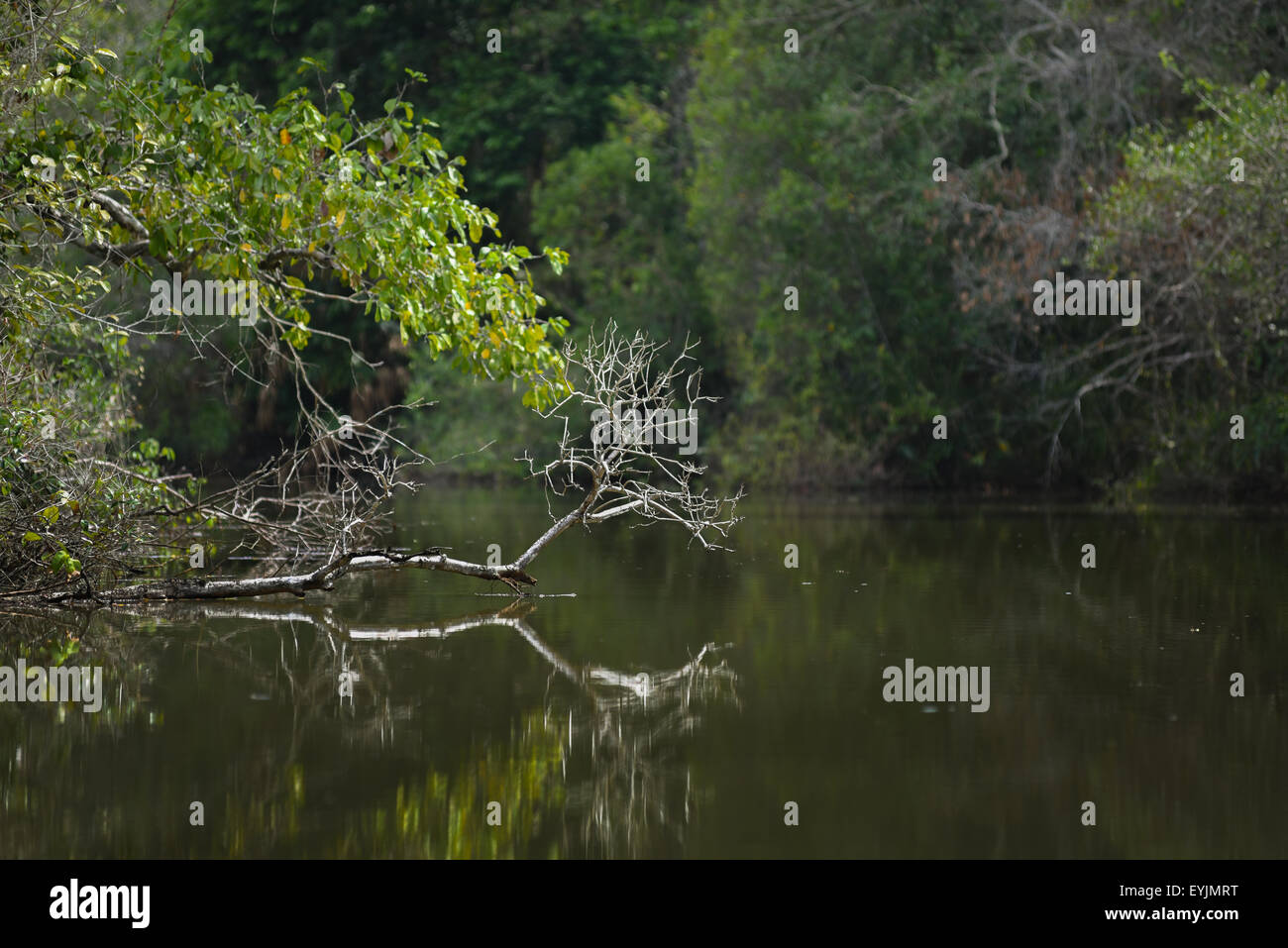 River view of tropical lowland forest. Stock Photo