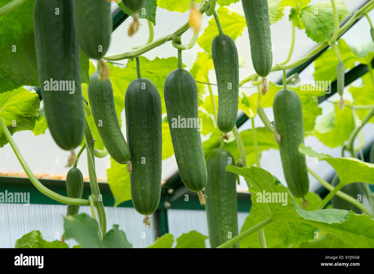 Cucumis Sativus. Cucumber socrates fruit on the vine in a greenhouse ...