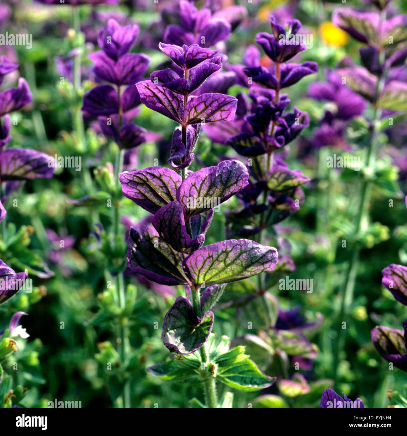 Buntschopfsalbei, Salvia viridis, Heilpflanzen, Stock Photo