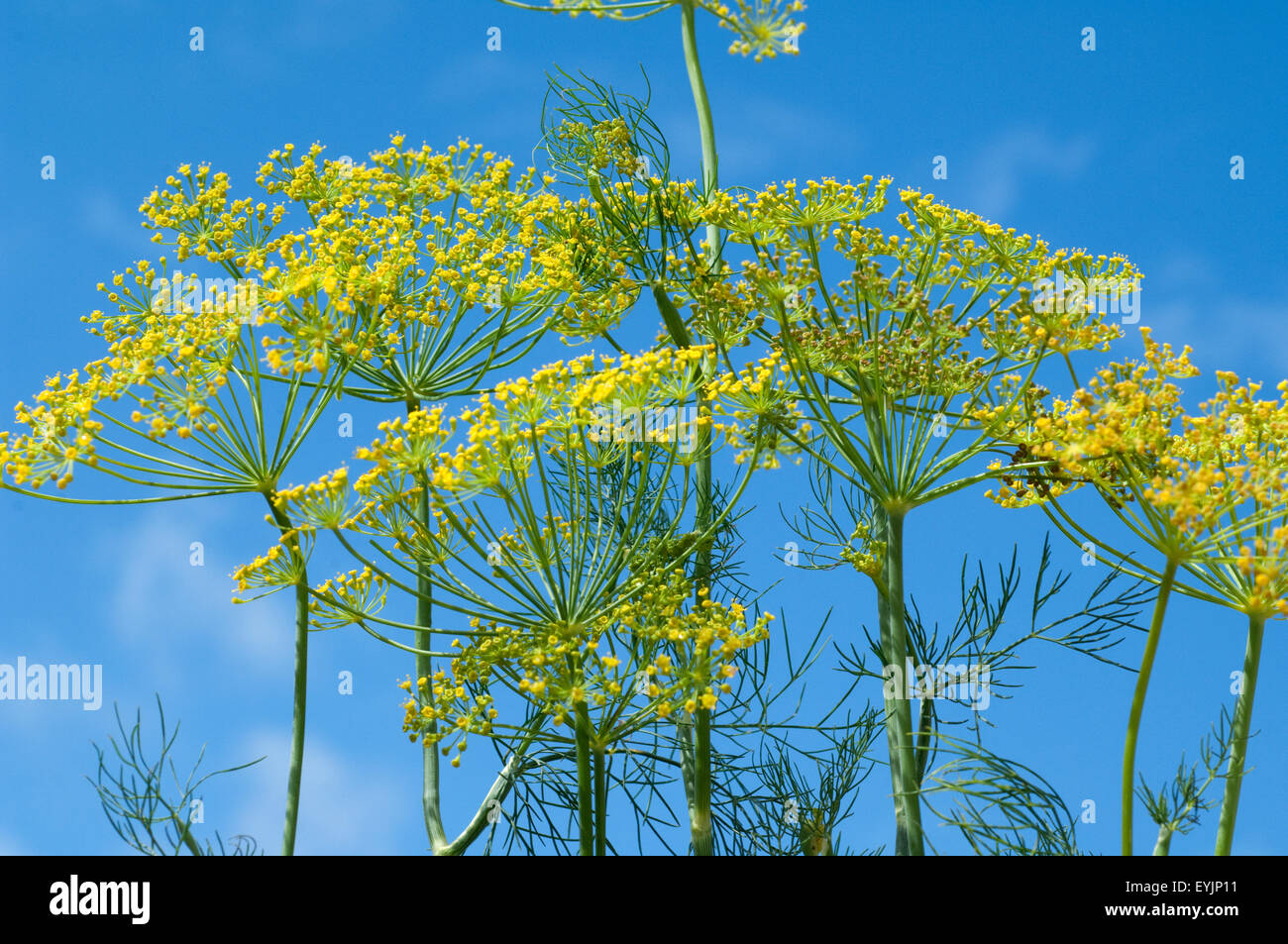 Dill; Anethum graveolens; Dilldolde; Blueten Stock Photo