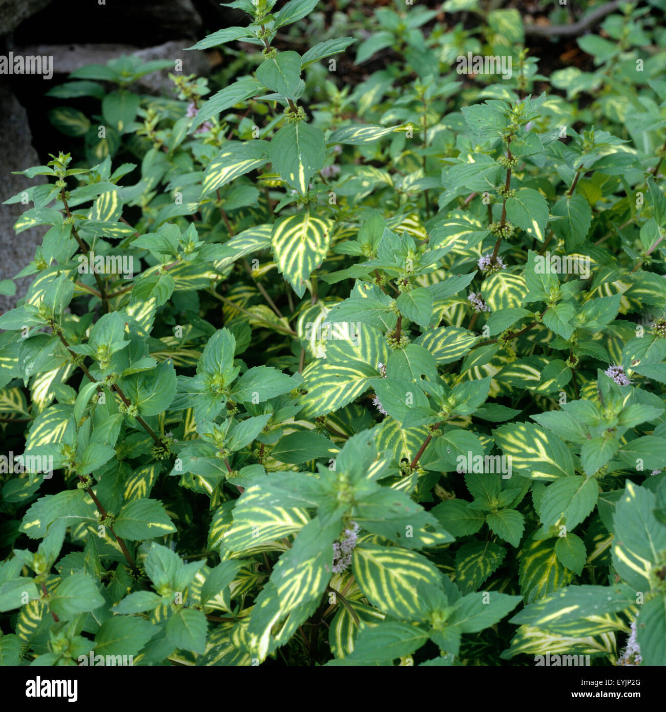 Goldgelbe Edelminze, Pfefferminze, Mentha arvensis x spicata,  Edelminze, Englische Minze, Heilpflanzen - Stock Photo