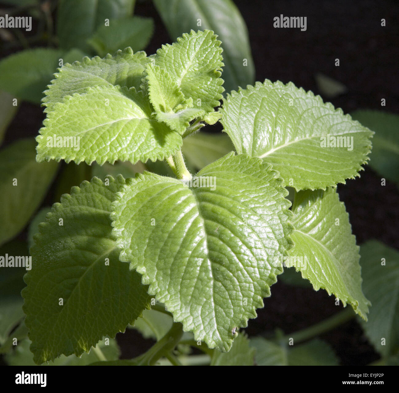 Indische Minze; Plectranthus, Heilpflanzen, Stock Photo