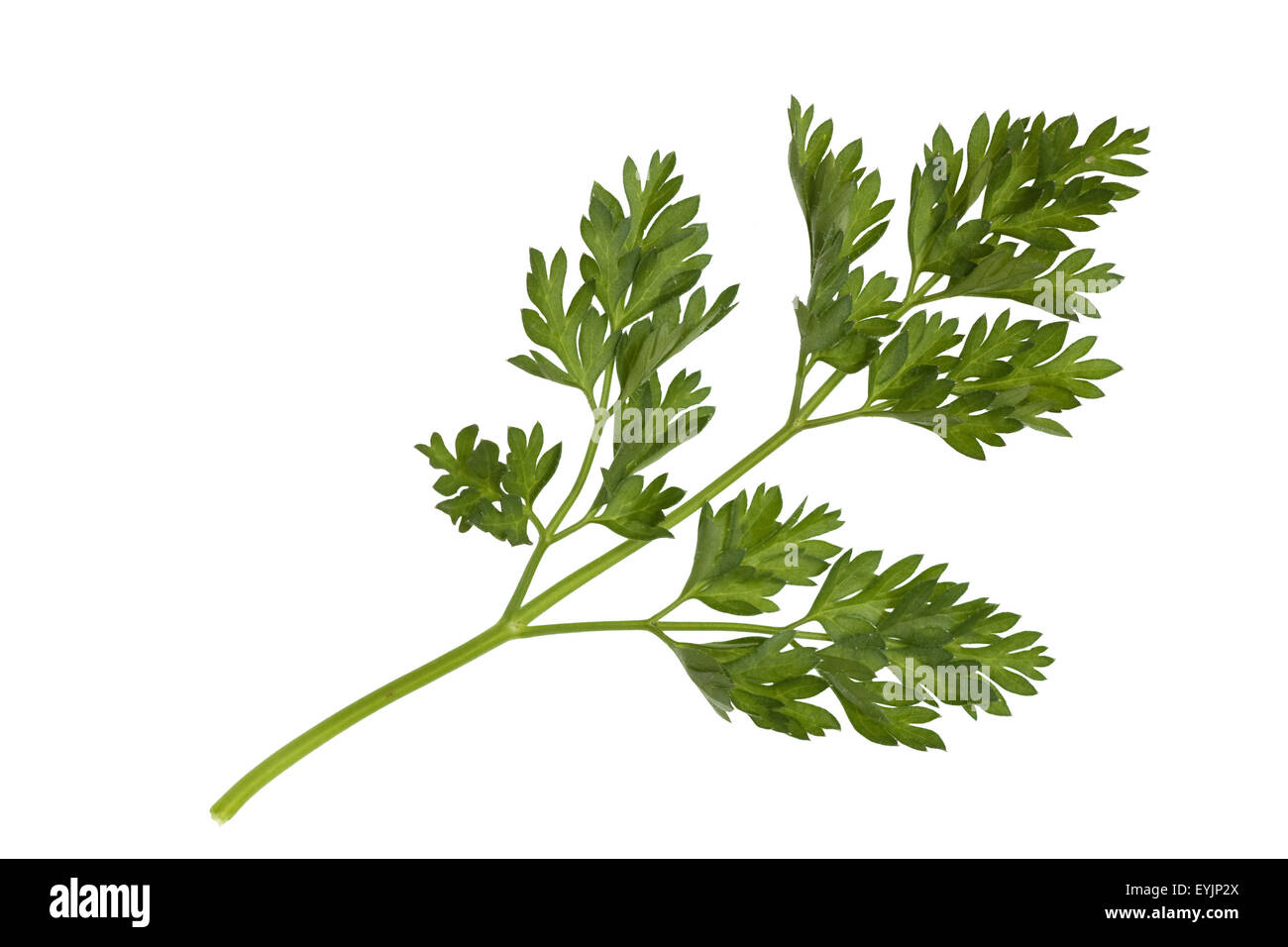 Kerbel; Anthriscus; Cerefolium Stock Photo - Alamy