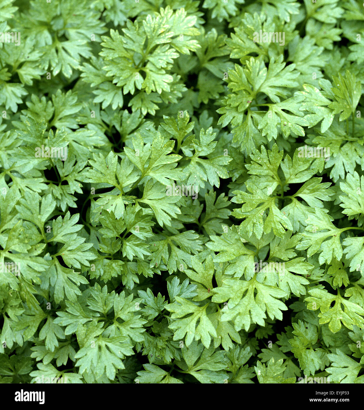 Kerbel, Anthriscus, Cerefolium, Garten-Kerbel, Heilpflanzen Stock Photo ...