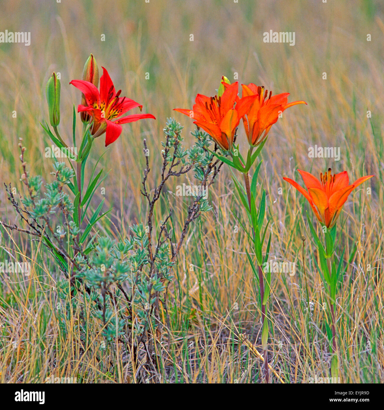 Beautiful Wood Lily Wildflowers, also called Rocky-Mountain-Lily growing in meadow. Stock Photo