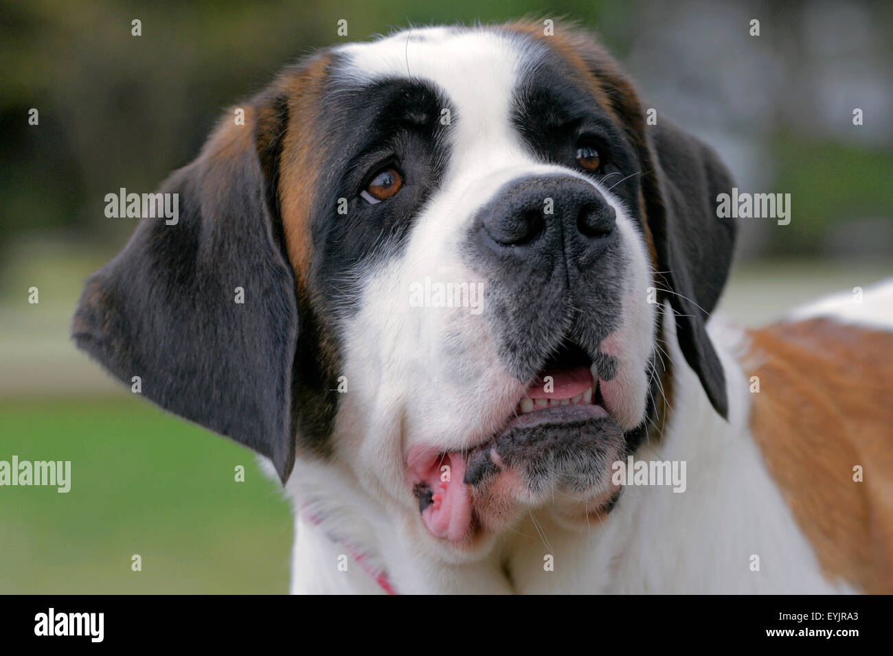 Saint Bernard Portrait Stock Photos Saint Bernard Portrait Stock