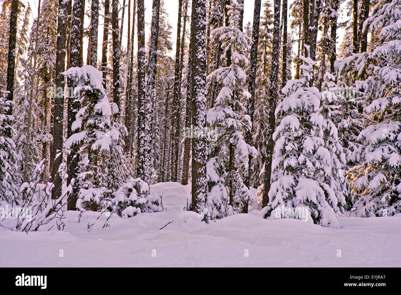 Pine Forest on early winter morning, British Columbia CAN Stock Photo