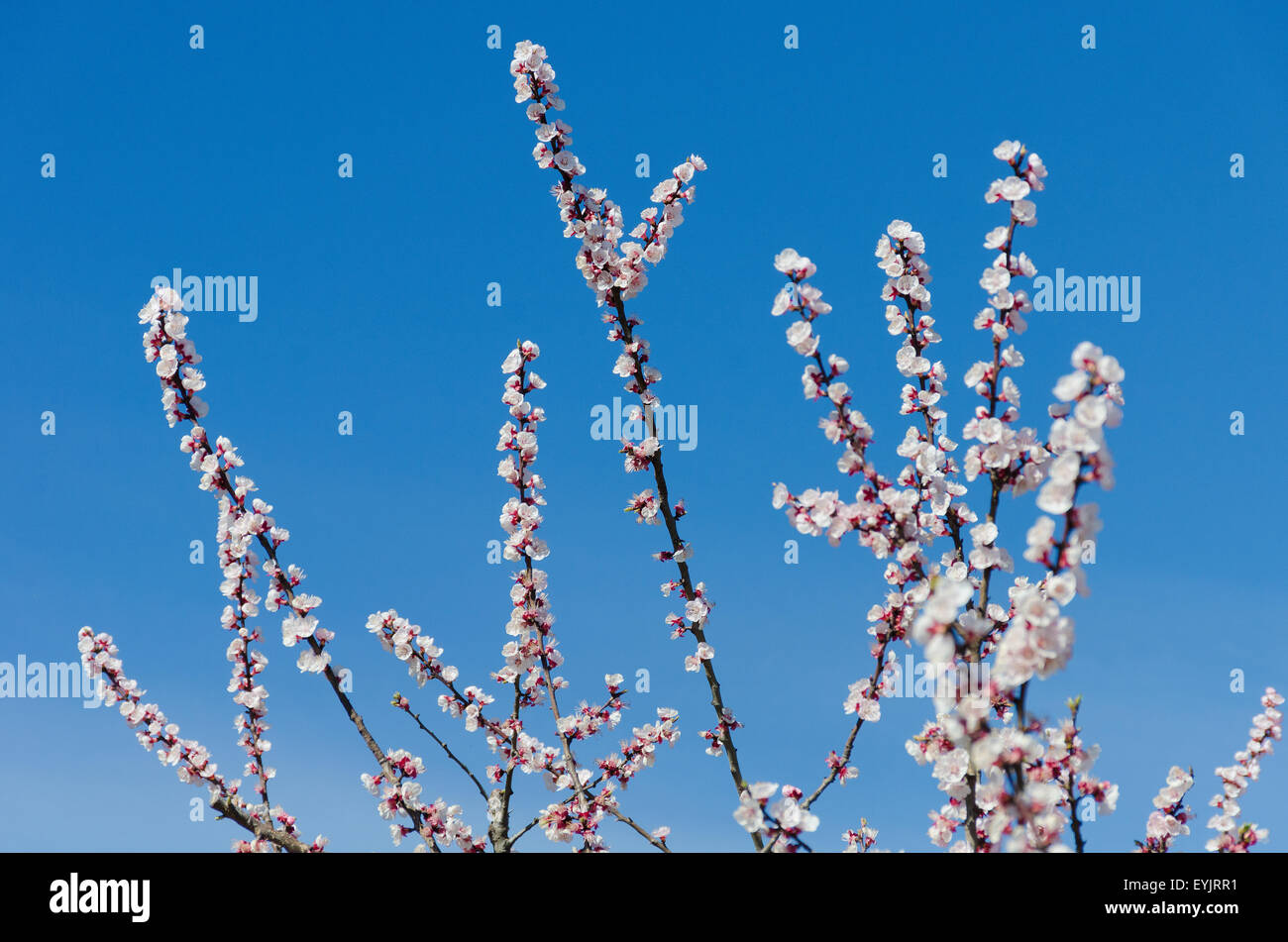 Almond branch in bloom Stock Photo