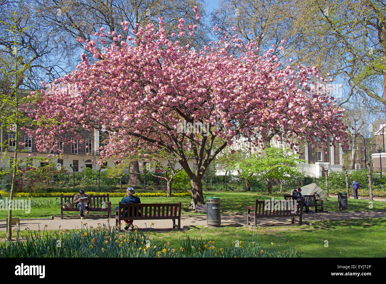 Cherry blossom tree Tavistock Square in spring London England Stock Photo
