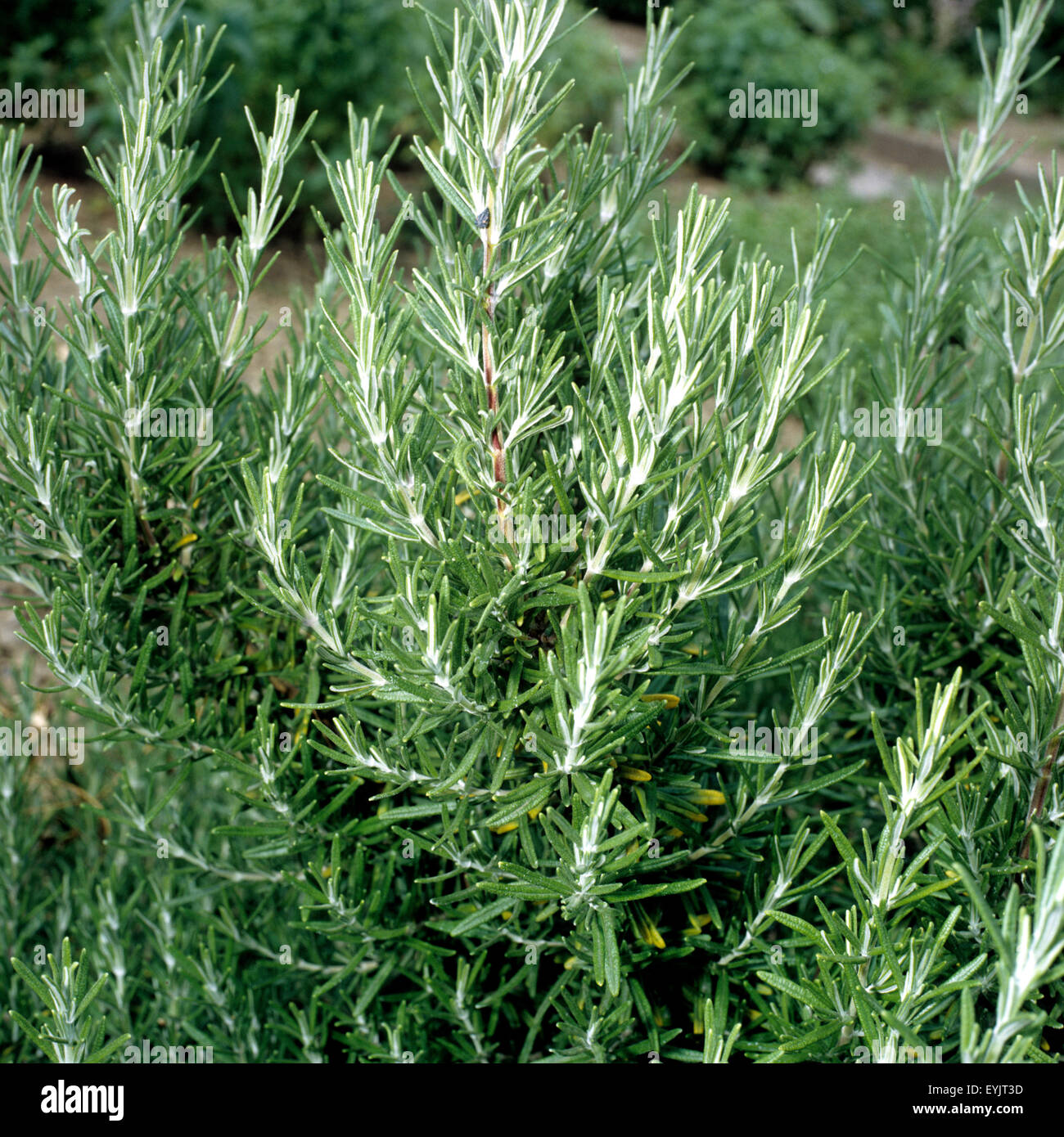 Rosmarin, Rosmarinus Officinalis, Gewuerzkraeuter, Heilpflanzen, Stock Photo