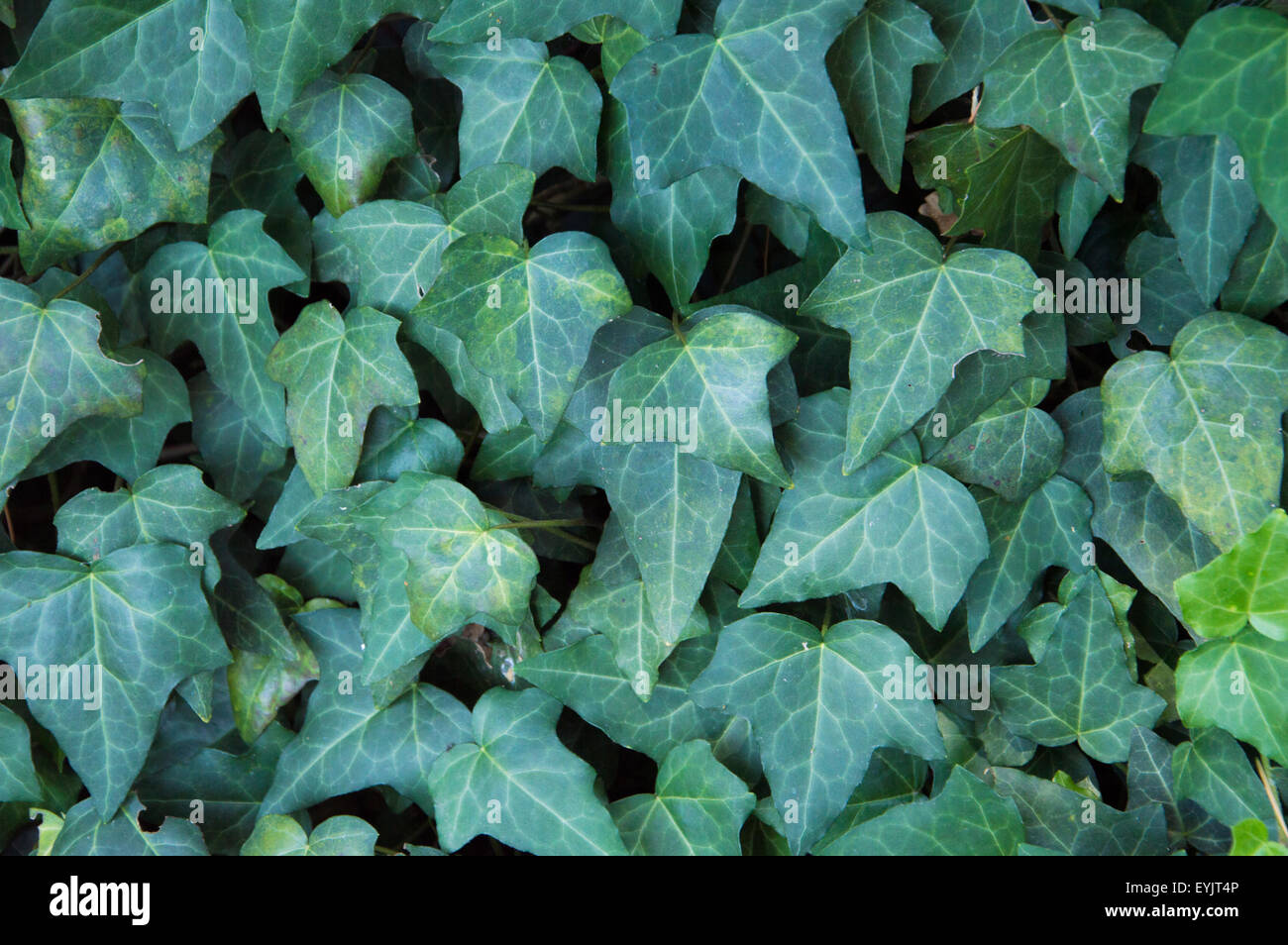 Ivy leaves Stock Photo