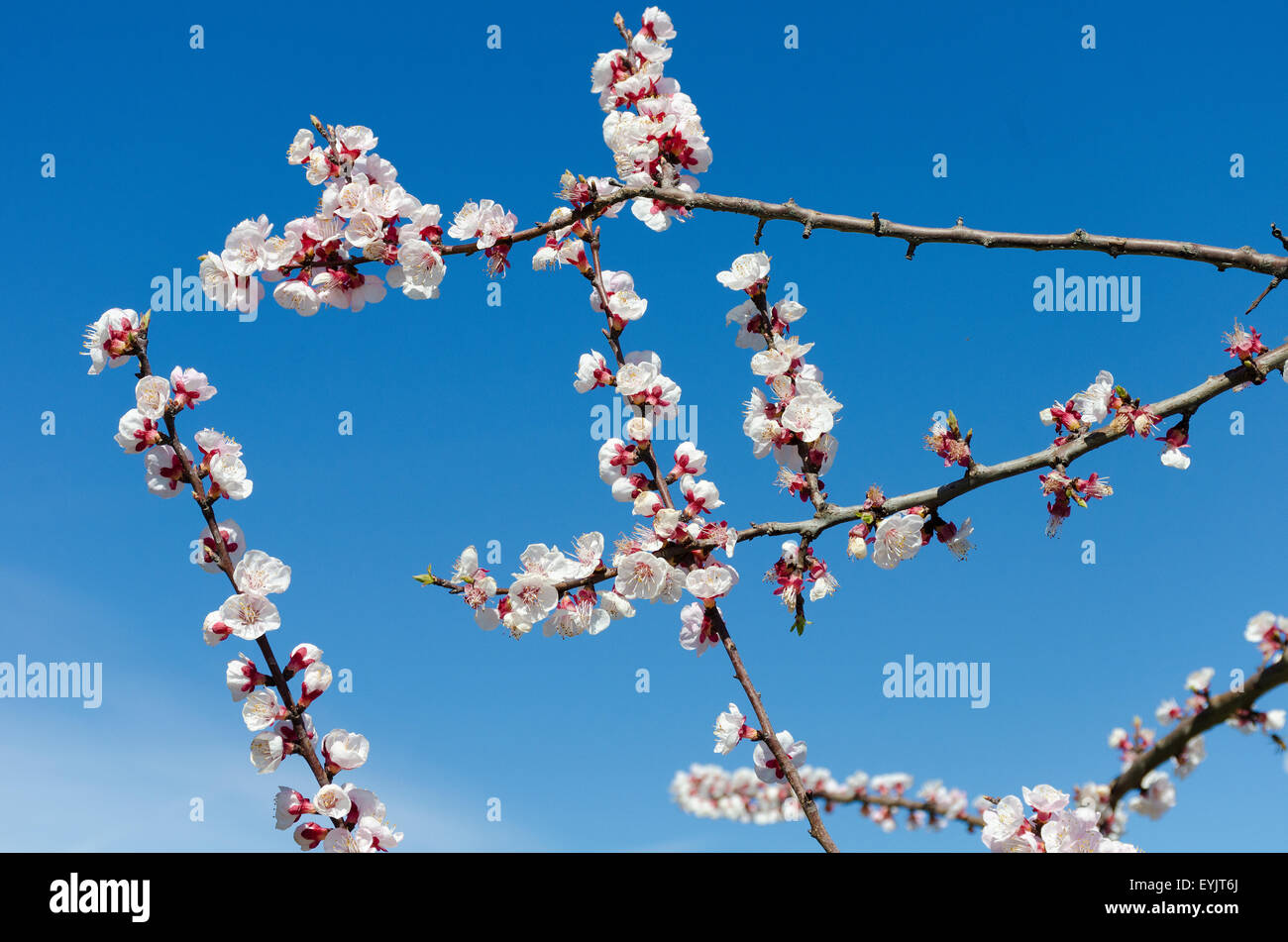 Almond branch in bloom in Roero Piedmont Stock Photo