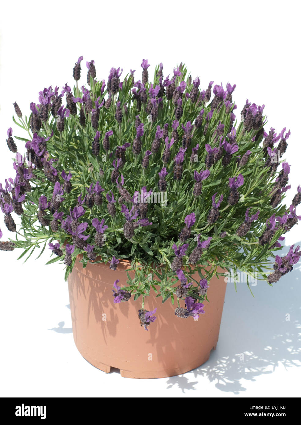 Schopflavendel, Lavandula stoechas, - Stock Photo