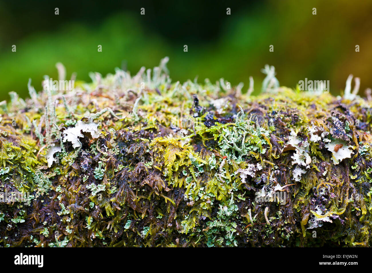 moss, lichen,algae, fungi, mycological, mushroom, bryophytes on tree, log, in woodland, forest Stock Photo