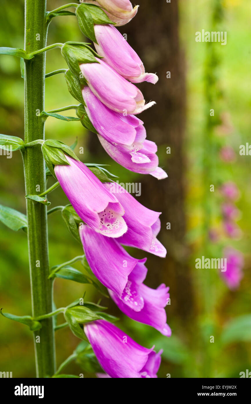 purple foxglove, digitalis purpurea, flower, plant, flora, beauty, biennial, britain, close, colour, crimson, deadly, Stock Photo