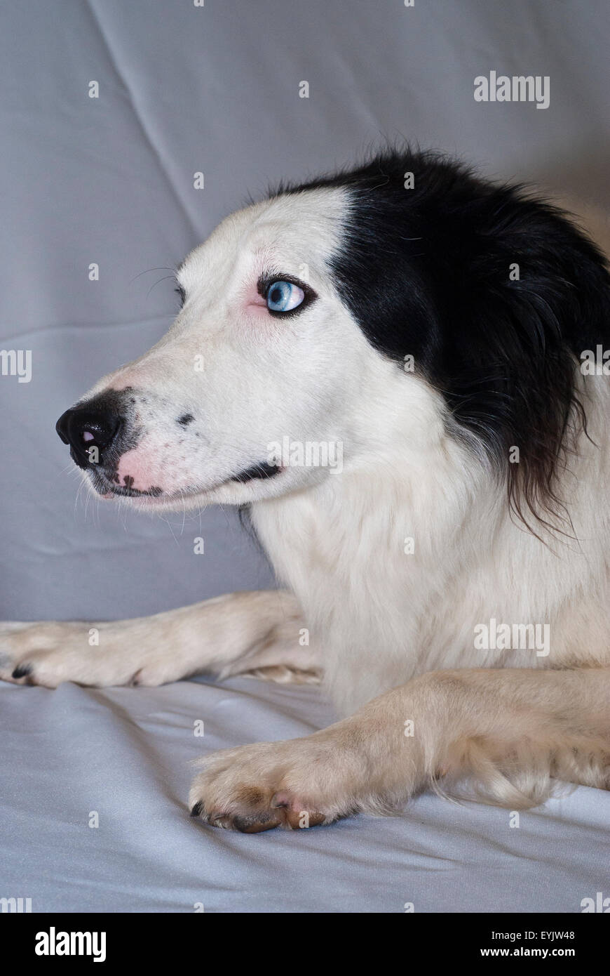 What Does Wall Eyed On A Dog Mean