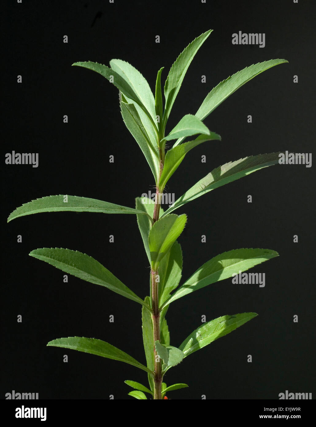 Winterestragon, Tagetes lucida, Heilpflanzen, - Stock Photo