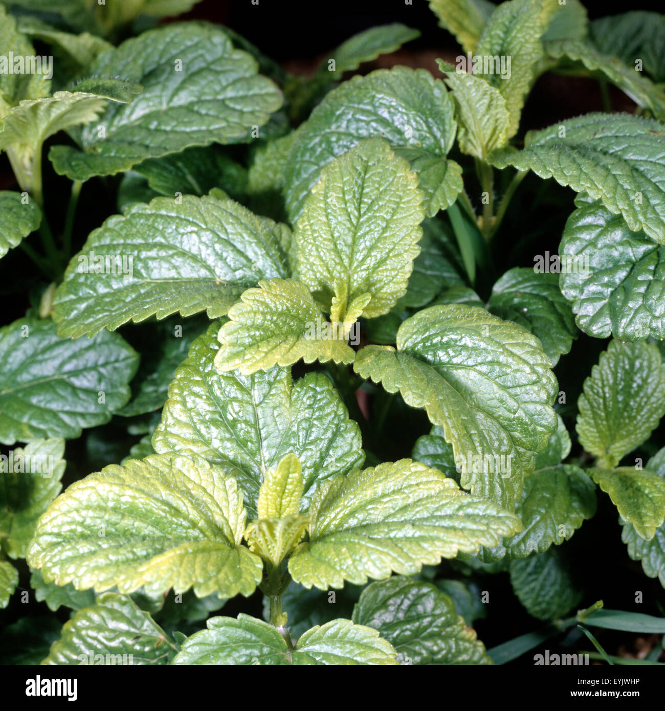 Zitronenmelisse; Melissa; officinalis; Stock Photo