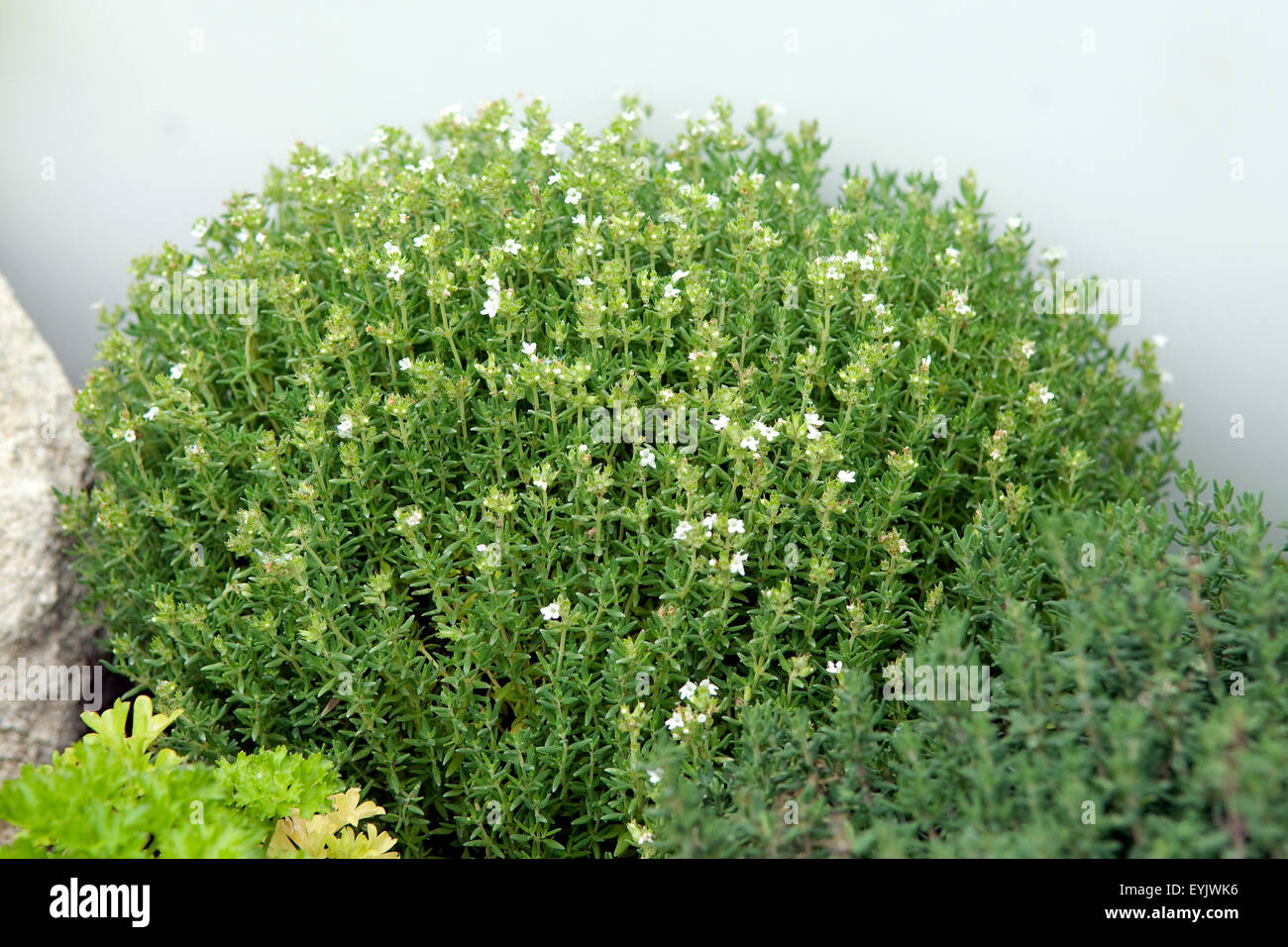 Zitronenthymian, Thymus, citriodorus, Stock Photo
