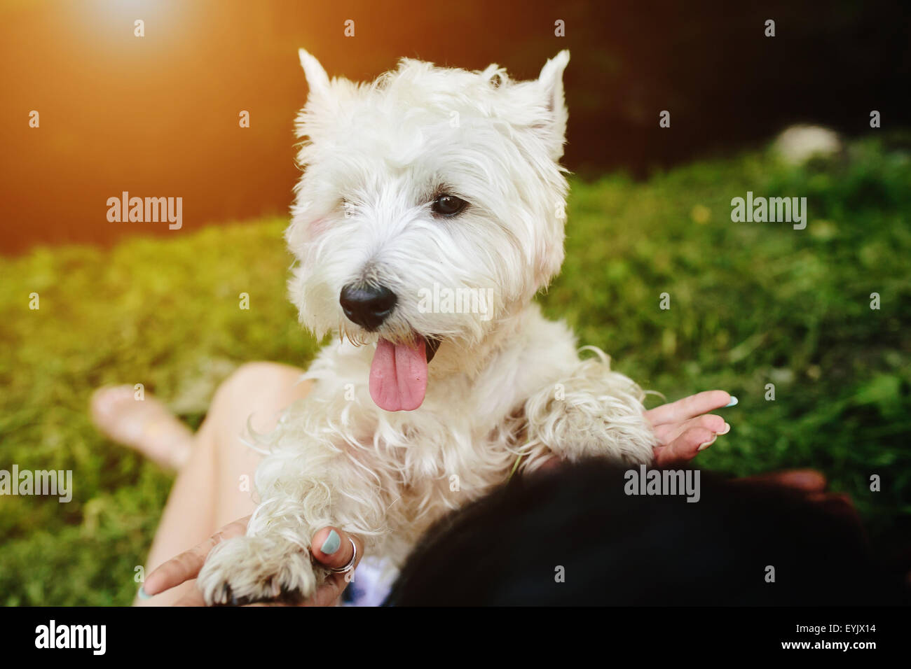 little dog with a girl Stock Photo - Alamy