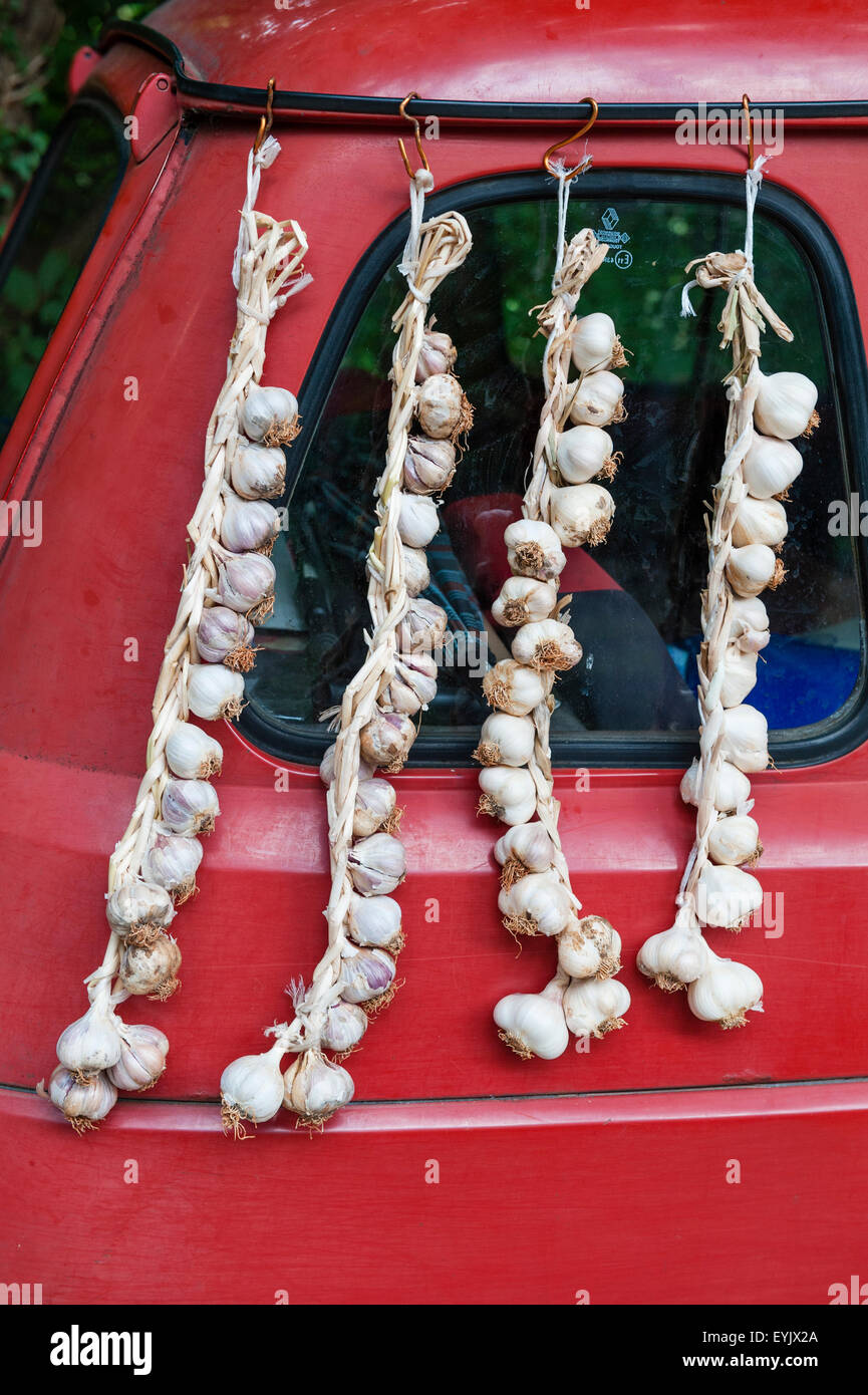 Istria, Croatia. Garlic for sale at a roadside stall, strung on the farmer's old Renault car Stock Photo
