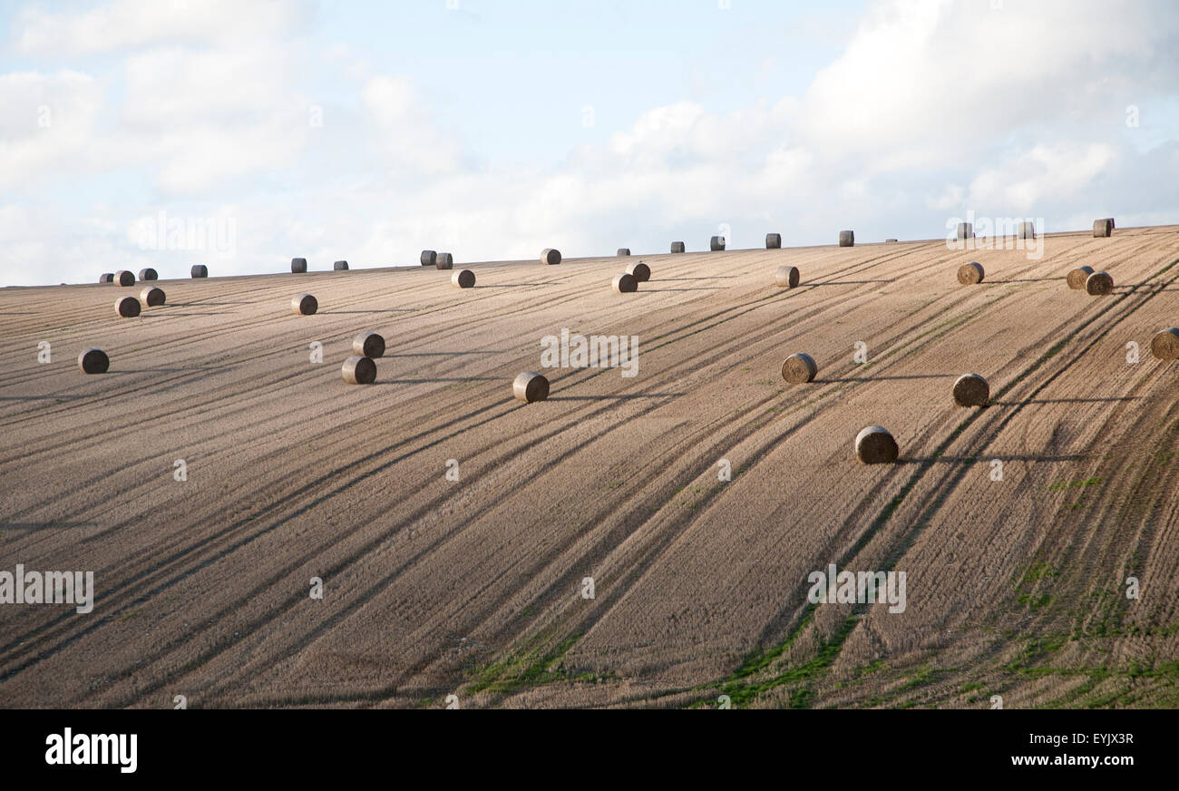 Round straw bales dotted around a sloping field, Marlborough Downs