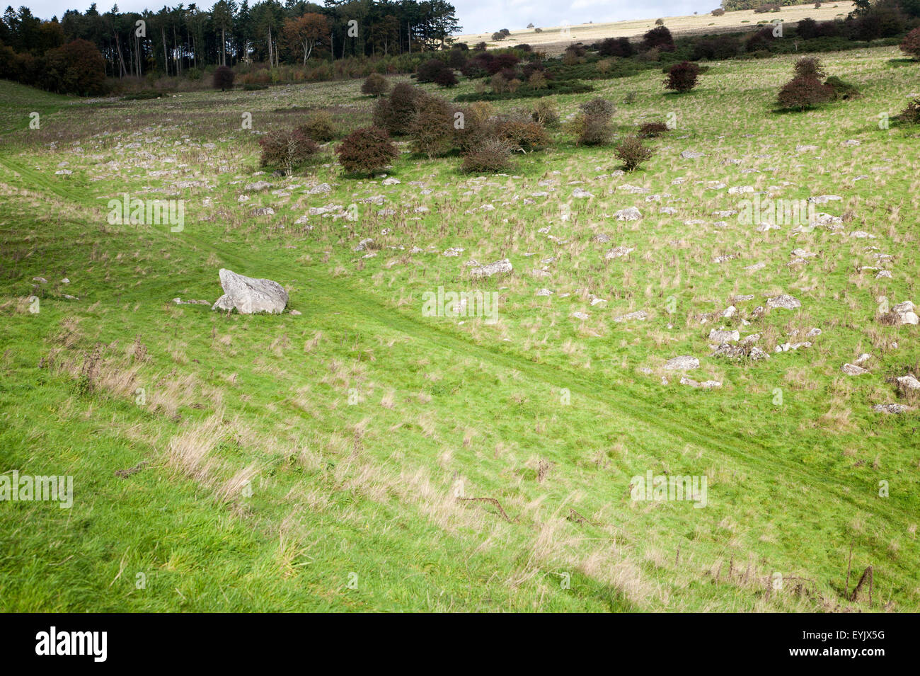 Fyfield Down national nature reserve, Marlborough Downs, Wiltshire