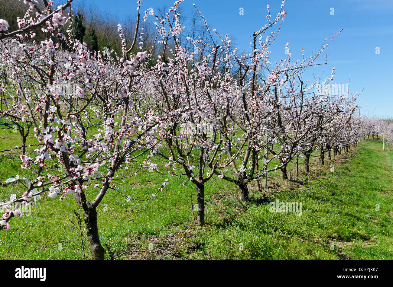 Roero, Piedmont. Almond trees in bloom. Stock Photo