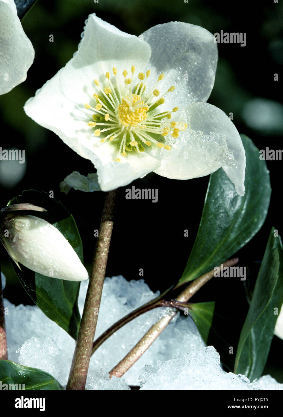 Christrose, Helleborus niger Stock Photo