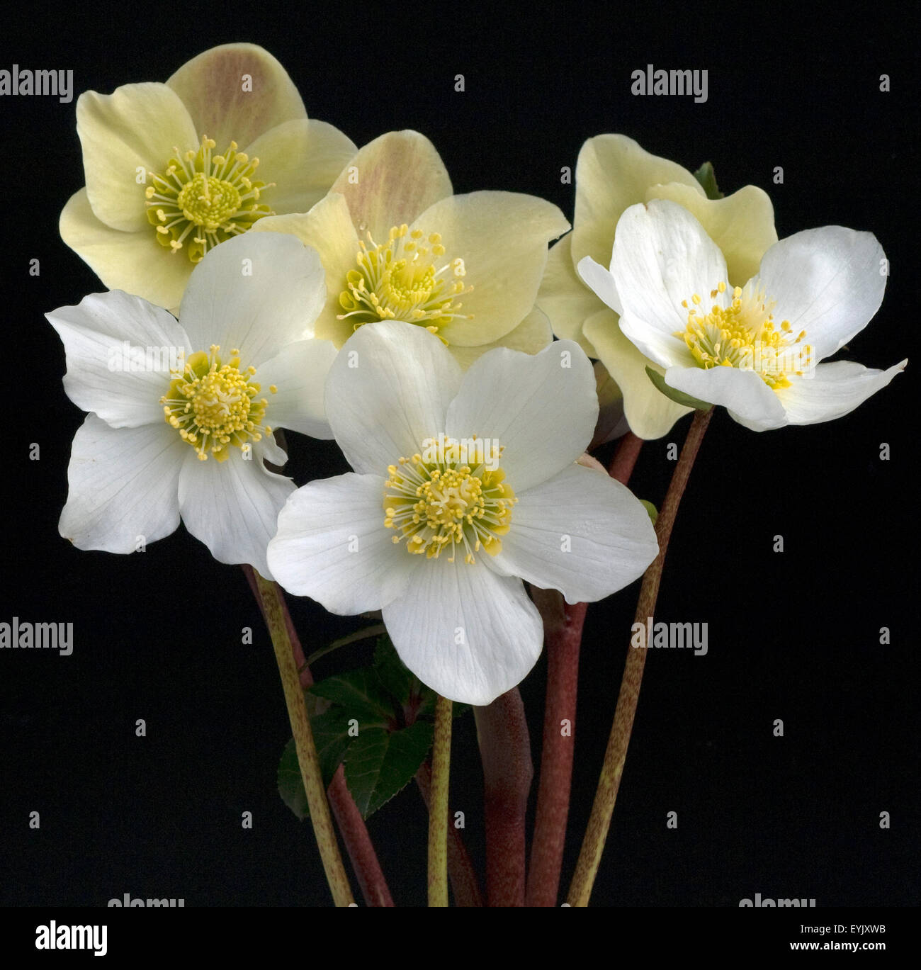 Christrose, Helleborus, niger, Cinnamon, Snow, Gartenpflanze, Stock Photo