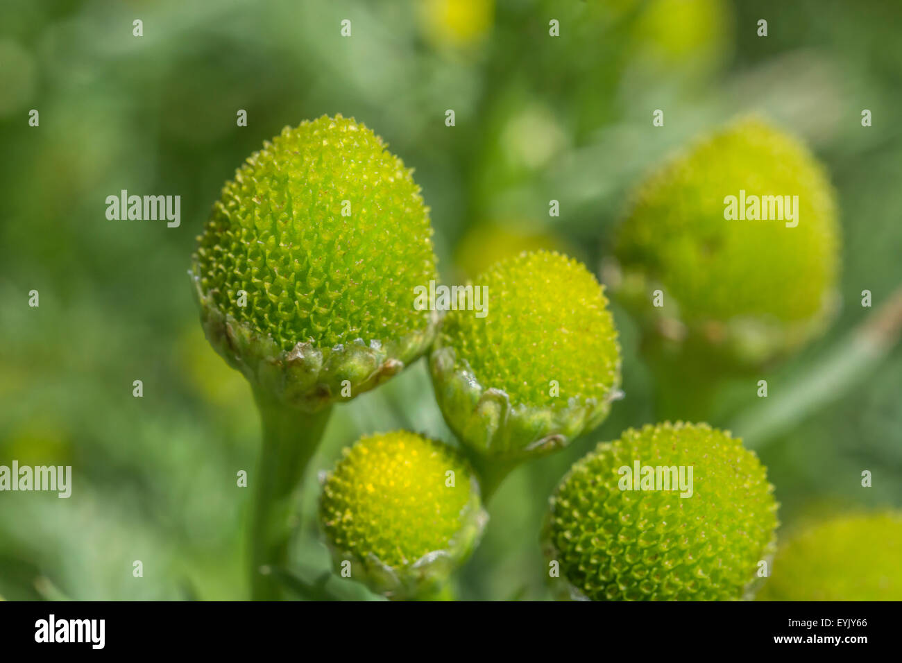 Pineapple weed / Matricaria discoidea plant in flower - the yellow ...