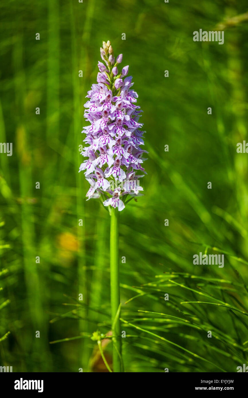 Common Spotted Orchid, Dactylorhiza fuchsii a British summer wildflower. Stock Photo
