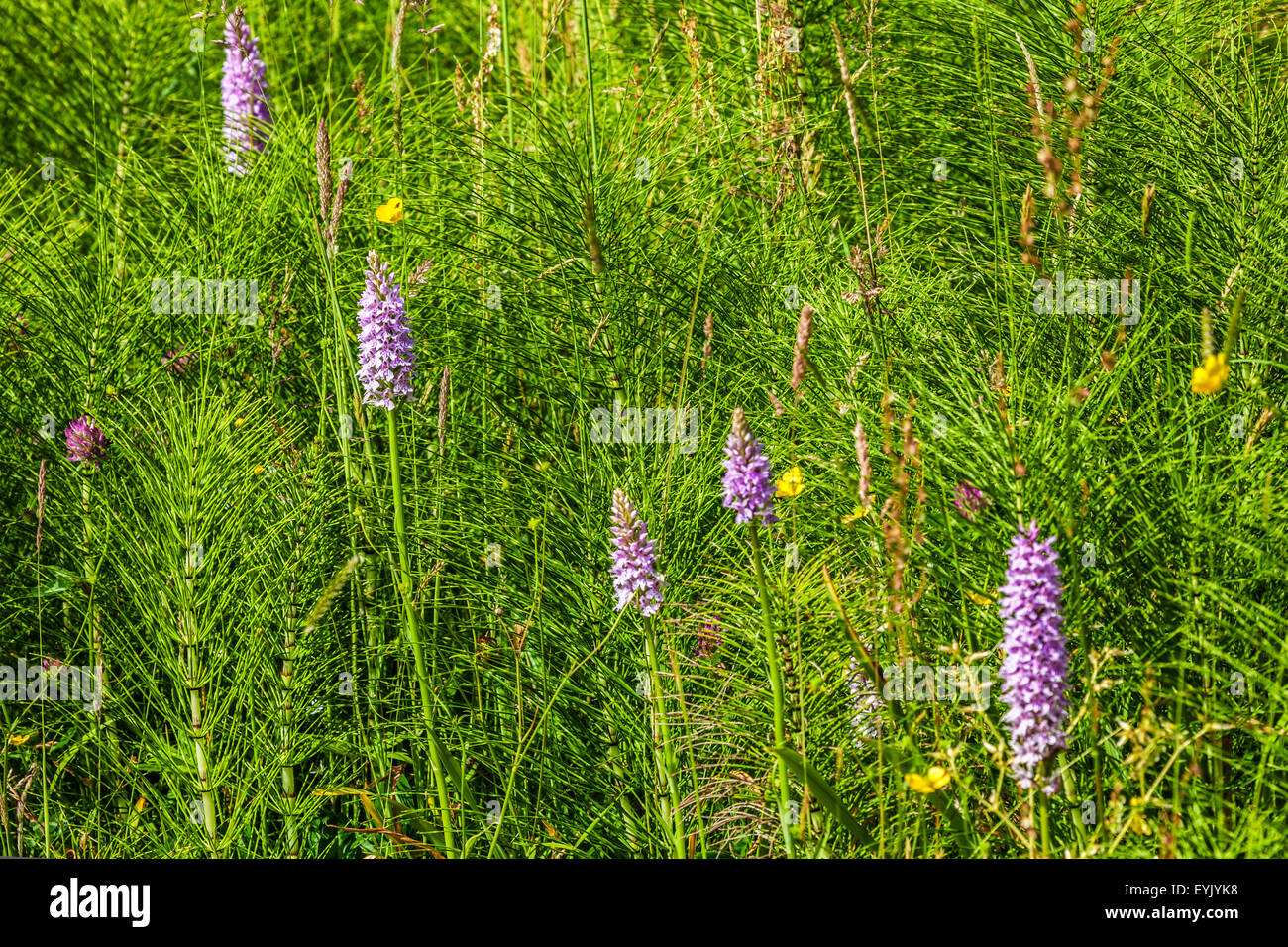 Common Spotted Orchids, Dactylorhiza fuchsii, in a meadow. Stock Photo