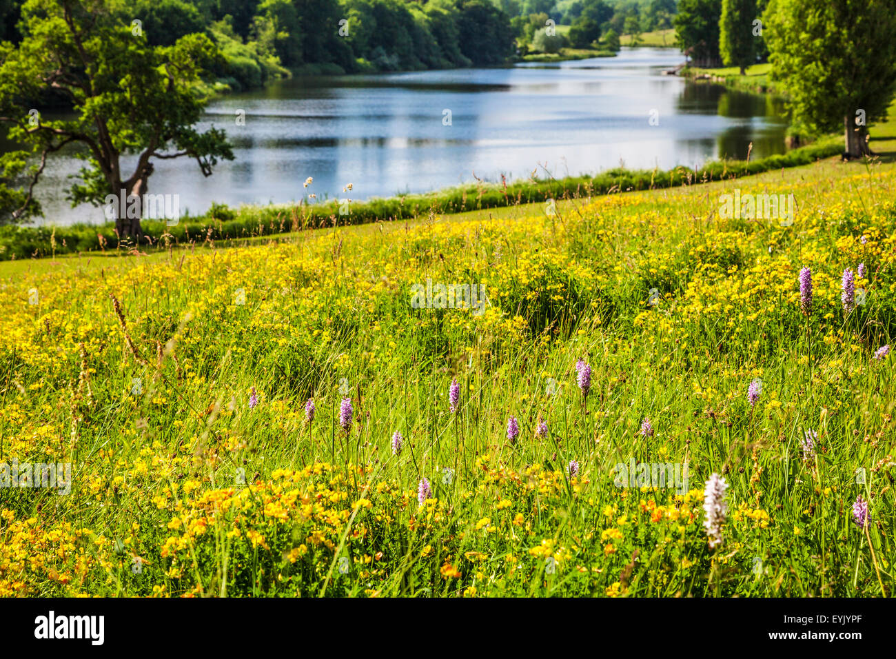 View of the lake and parkland at Bowood House in Wiltshire in the summer. Stock Photo