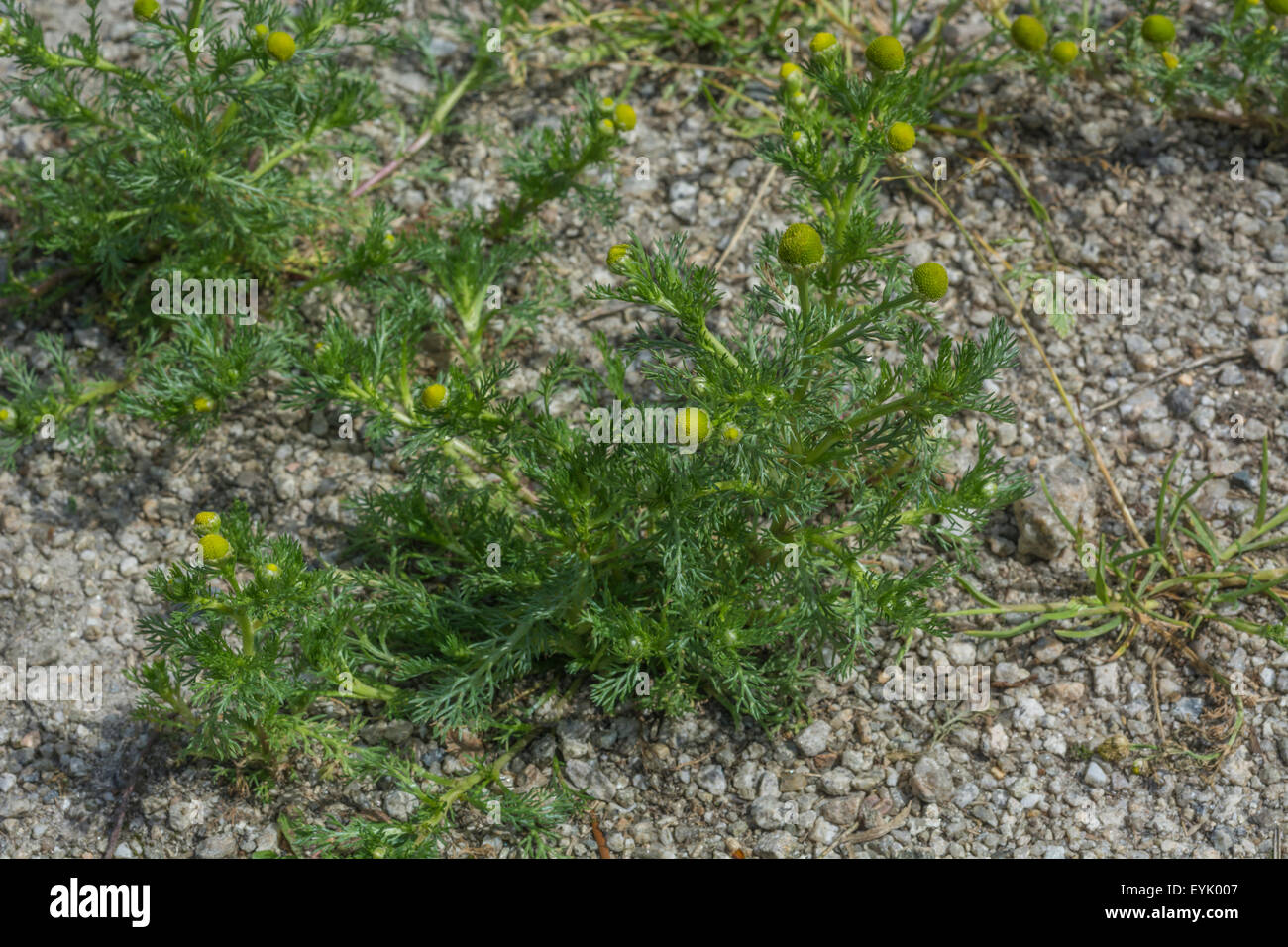 Flowering Pineapple weed / Matricaria discoidea growing in gravel the