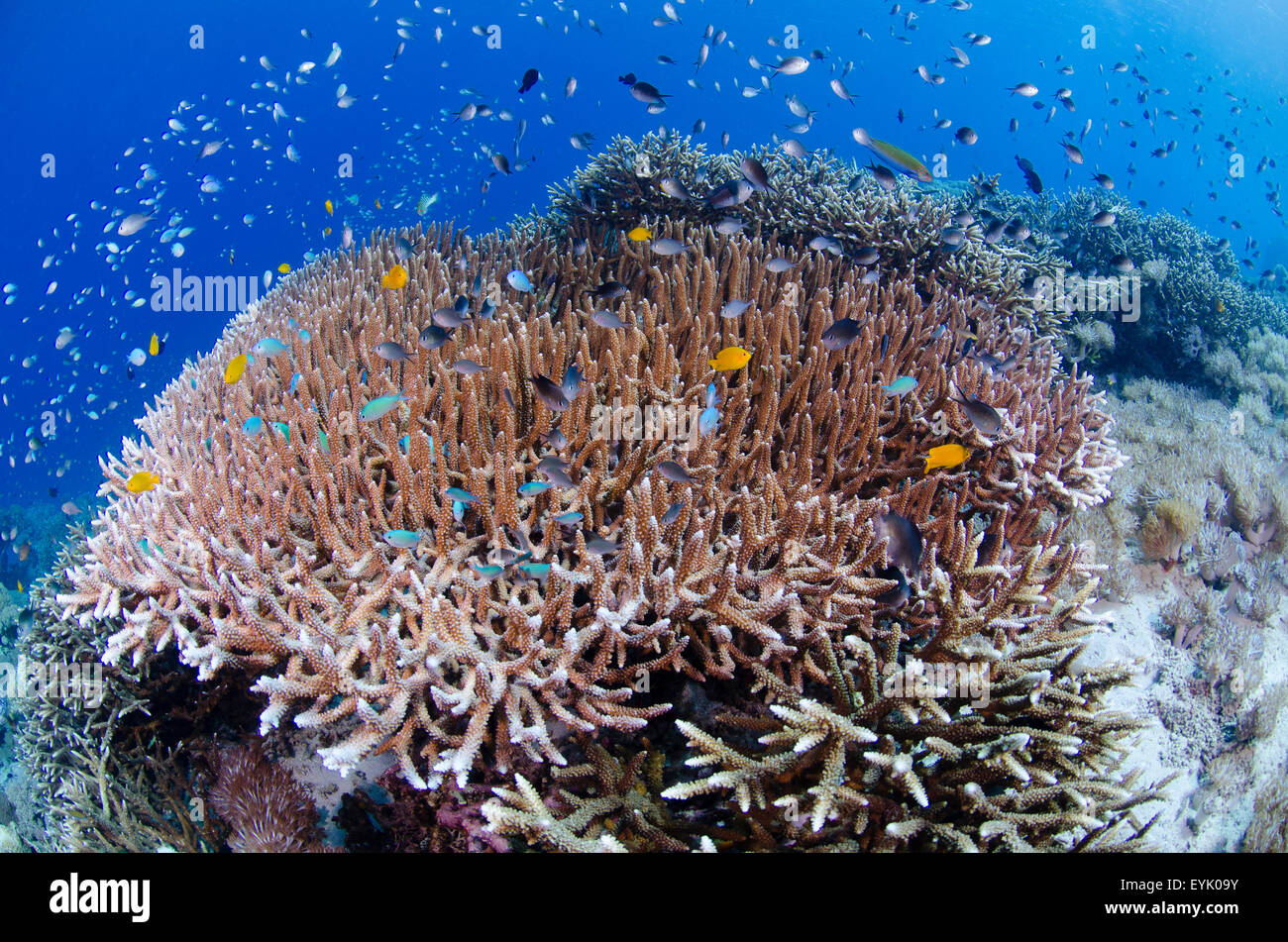 Hard corals, Acropora sp., and small tropical fish in the shallows of Batu Monco divesite, Komodo National Park, Indonesia Stock Photo