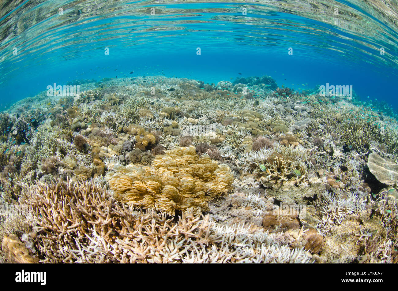 A beautiful shallow coral reef at Batu Monco, Komodo National Park, Indonesia, Pacific Ocean Stock Photo