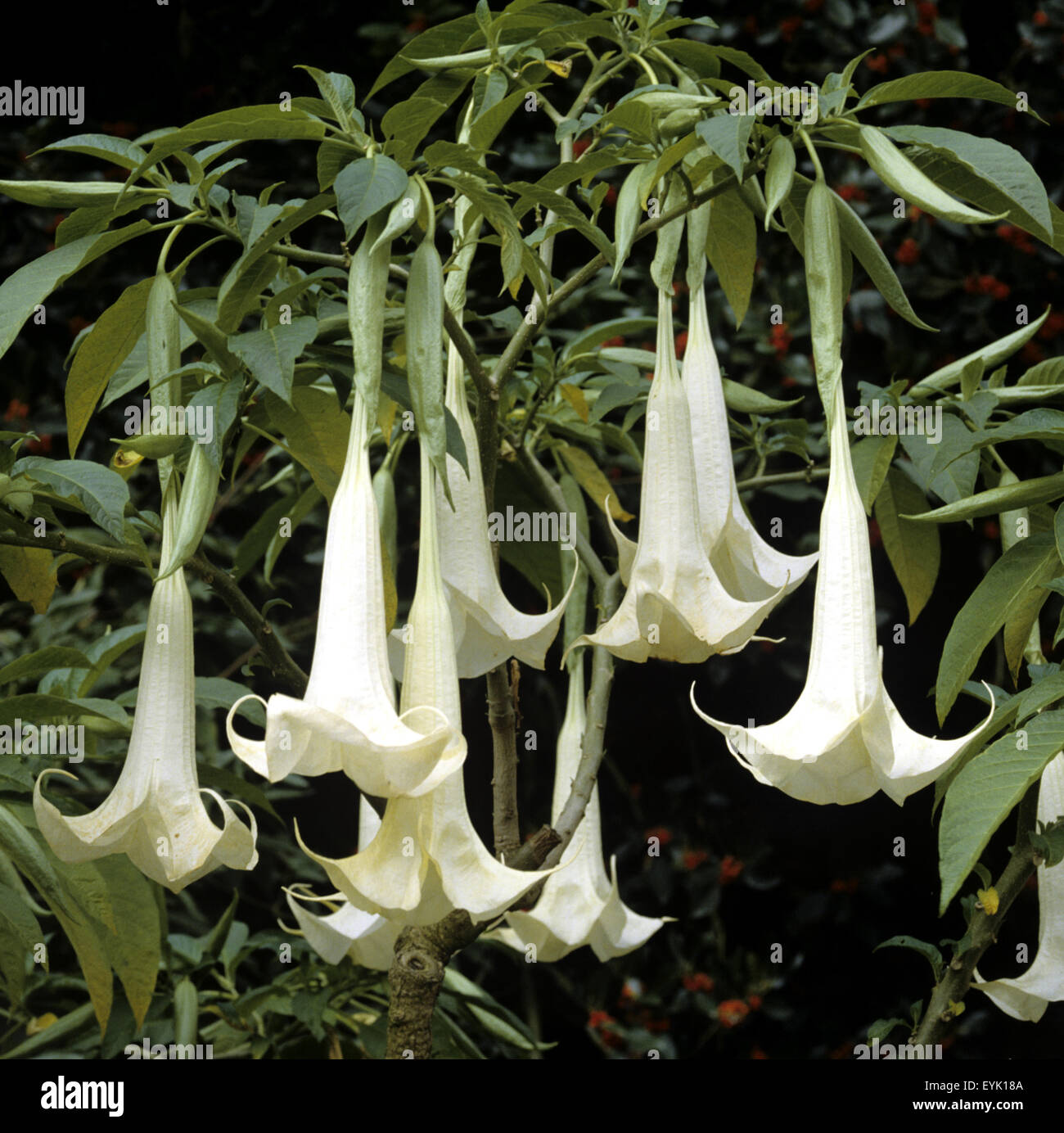 Engelstrompete, Brugmansia suaveolens, Stock Photo