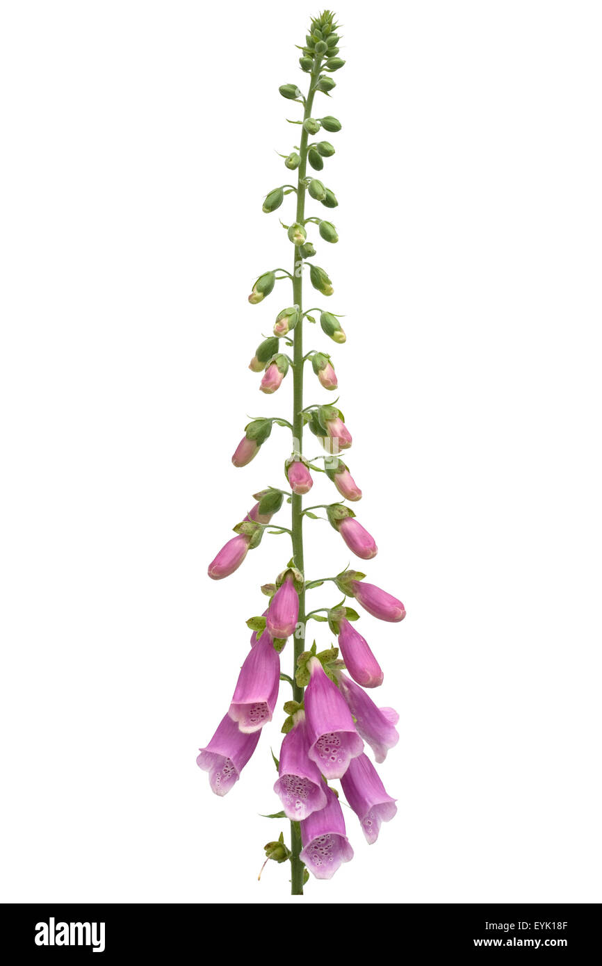 Fingerhut; Digitalis purpurea Stock Photo Alamy
