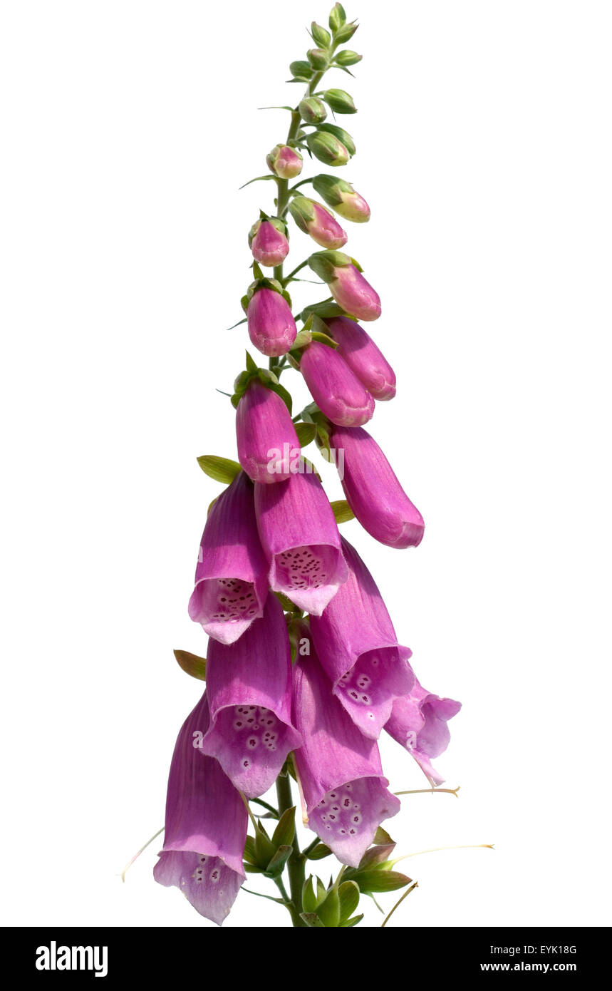 Fingerhut; Digitalis purpurea; Stock Photo