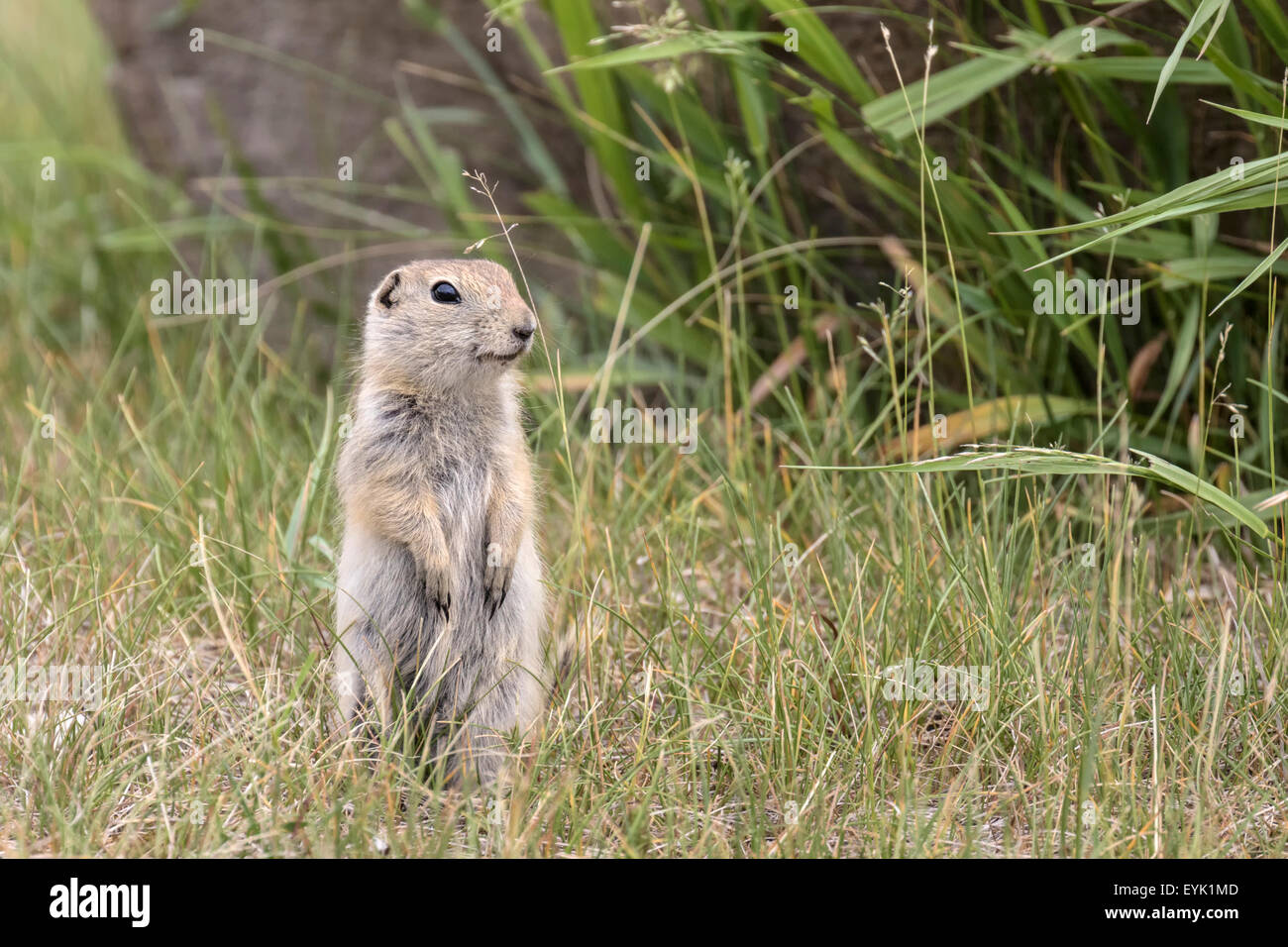 Richardsons ground squirrel hi-res stock photography and images - Alamy