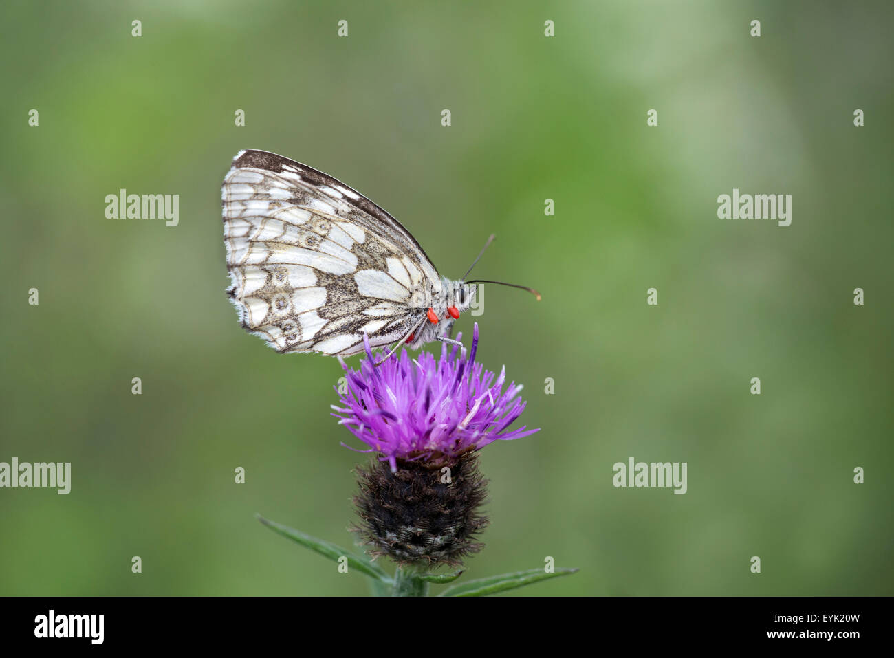 Marbled white butterfly (Melanargia galathea) infested with parasitic red mites (Trombidium breei) Stock Photo