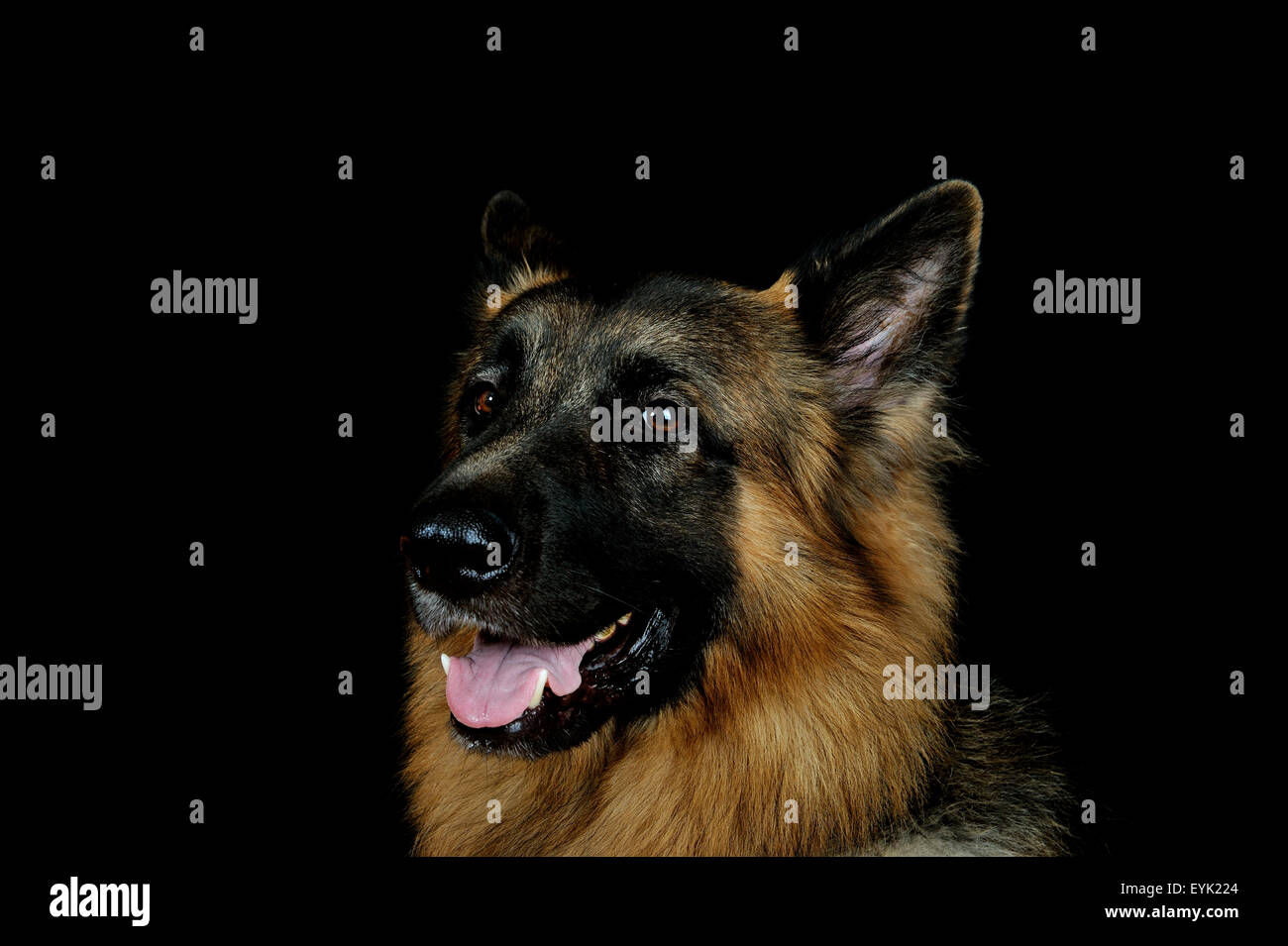 German Shepherd Head Shot Stock Photo