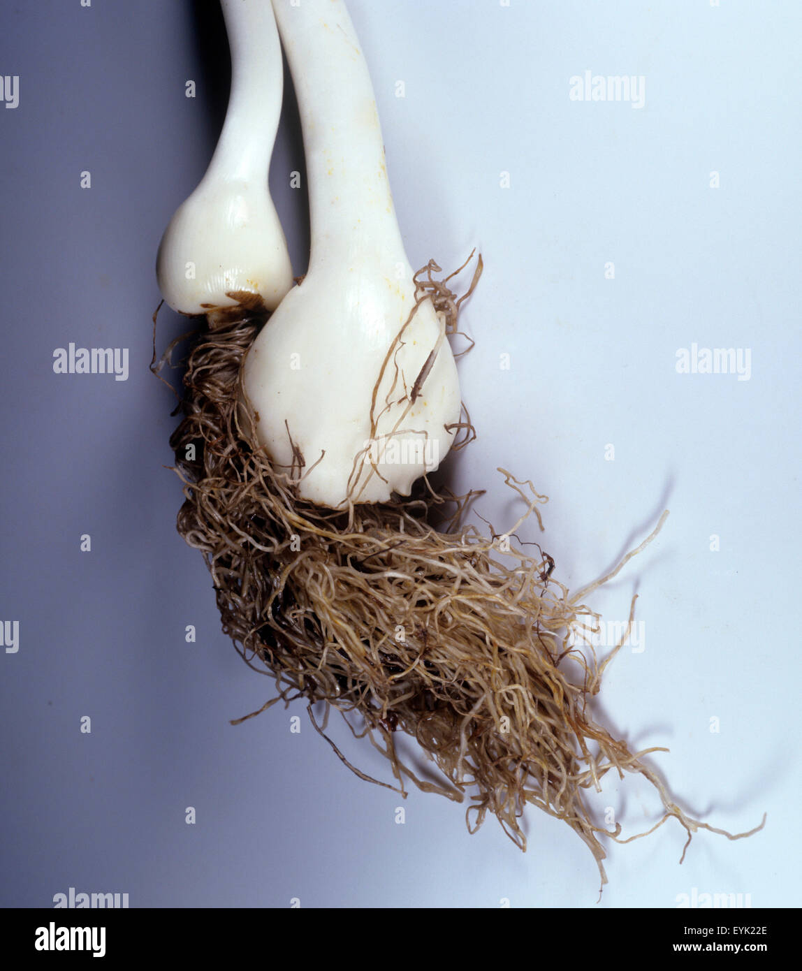 Herbstzeitlose, Zwiebel; Wurzel, Stock Photo