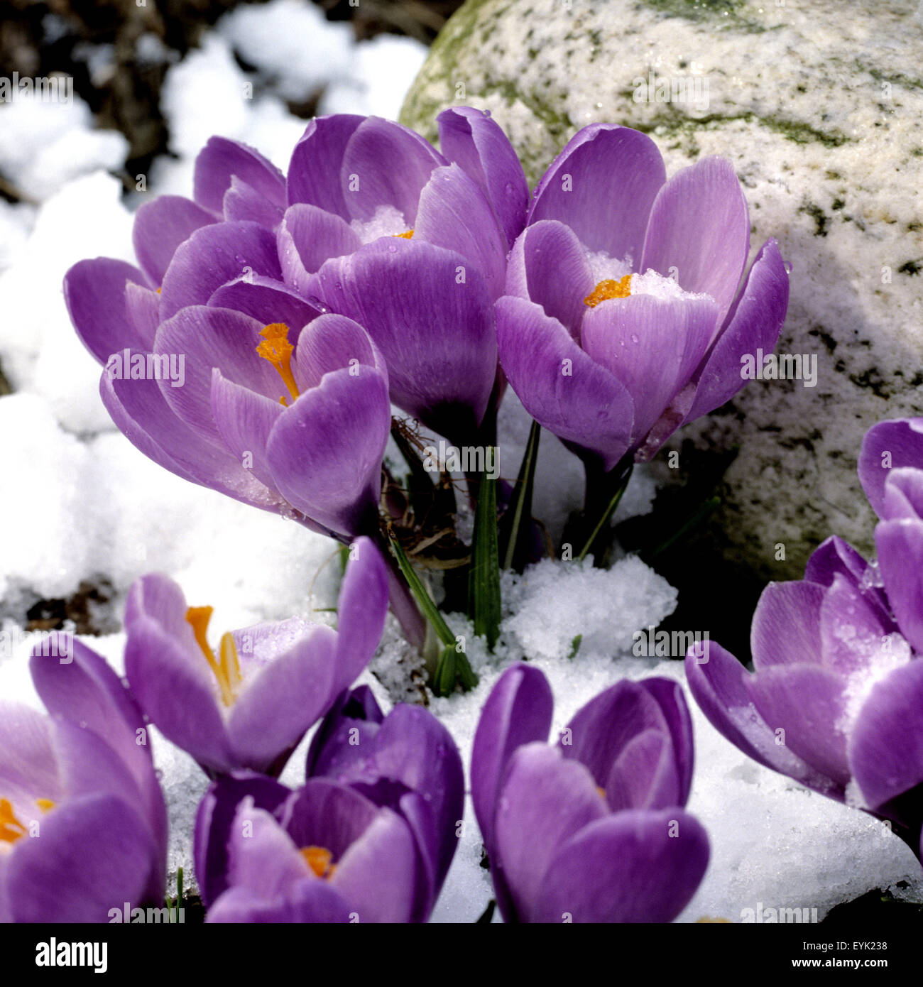 Gartenkrokus, Krokus, Crocus, Vernus, Stock Photo