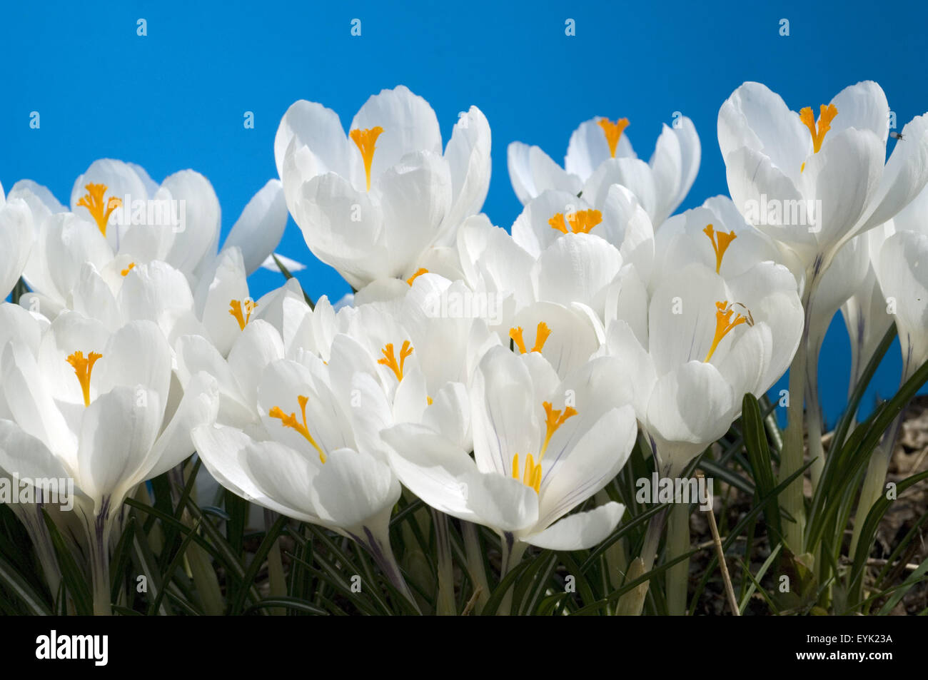 Gartenkrokus, Krokus, Crocus, Vernus, Stock Photo