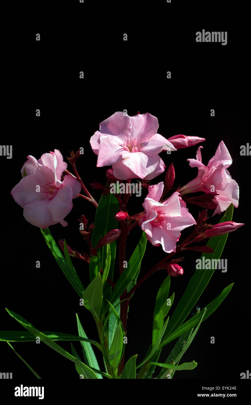 Oleander; Nerium; Oleander; Giftpflanze; Wildpflanzen; Stock Photo